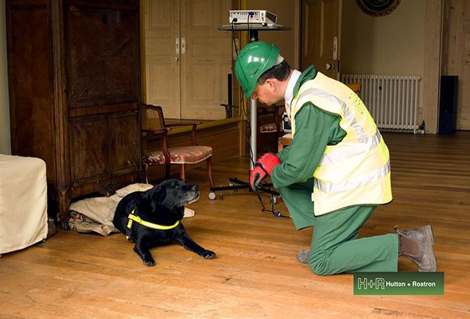 Good boy! Wilson, the black lab retriever who can smell damp