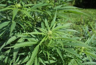 Illinois Banks See Pot Dispensaries Too Risky