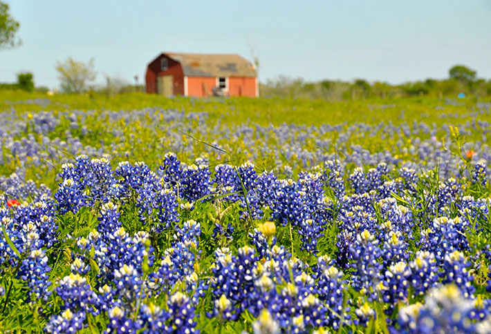 Texas Bluebonnets