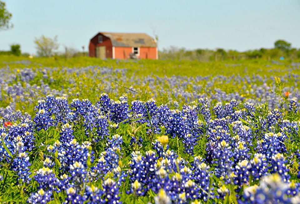 Texas Bluebonnets