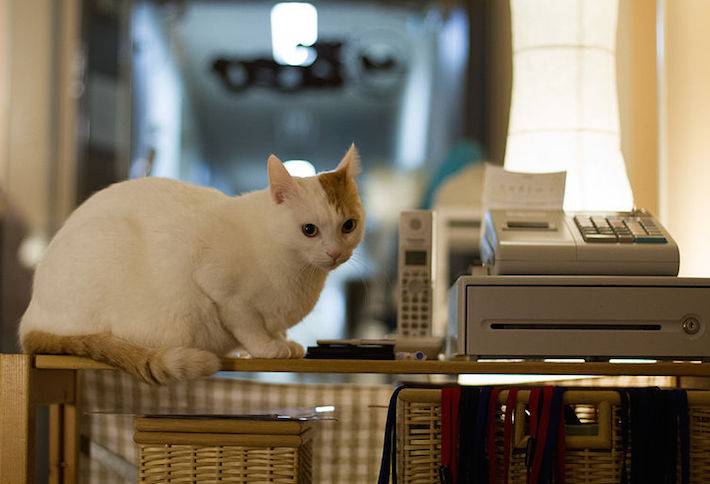 Cat Lover Launches Crowdfunding Campaign for Alexandria Cat Café