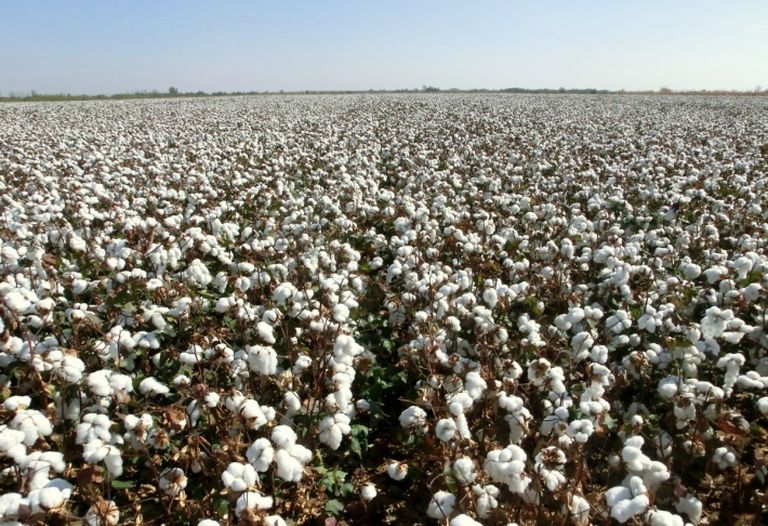 cotton