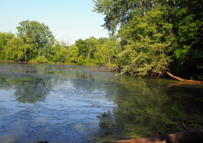 wetland