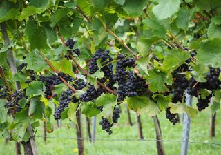 California Vintners Snapping Up Oregon Wineries