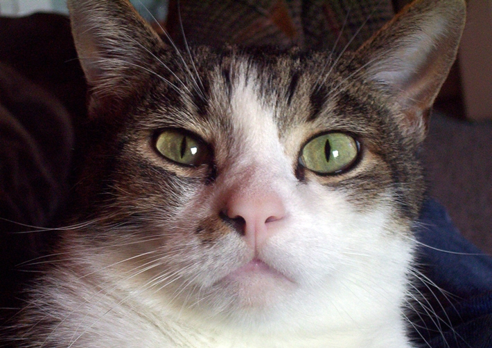 Cat with attitude