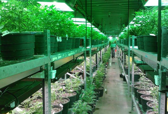 A cannabis growing facility in Colorado. 