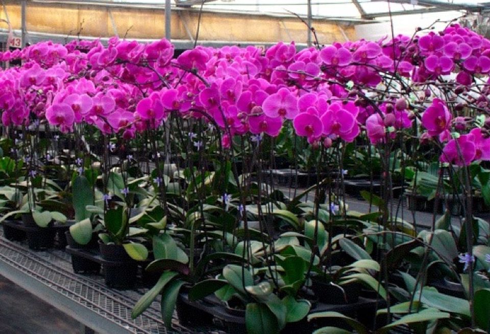 Orchids growing at Tayama Greenhouses in Encinitas, the Flower Capital of the World.