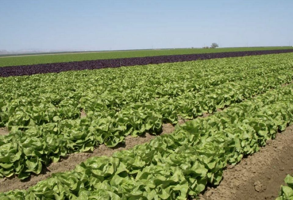 Lettuce growing in California's an Joaquin Valley, or Central Valley, which leads the nation in tree crops, like fruits and nuts; olives and vegetables.