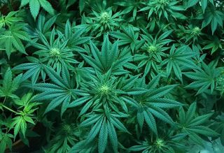 marijuana, pot, cannabis, weed
