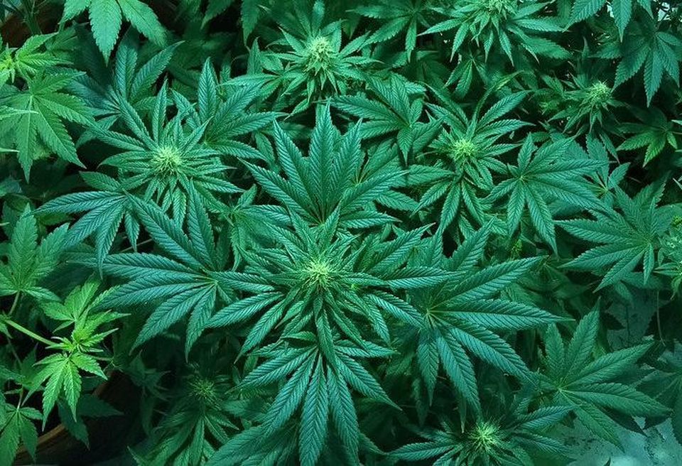 marijuana, pot, cannabis, weed