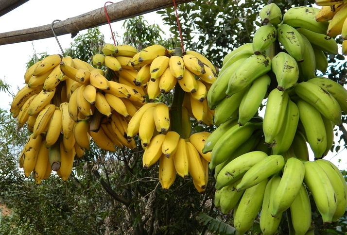 bananas