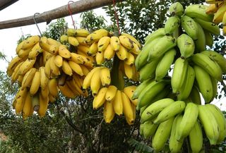 bananas