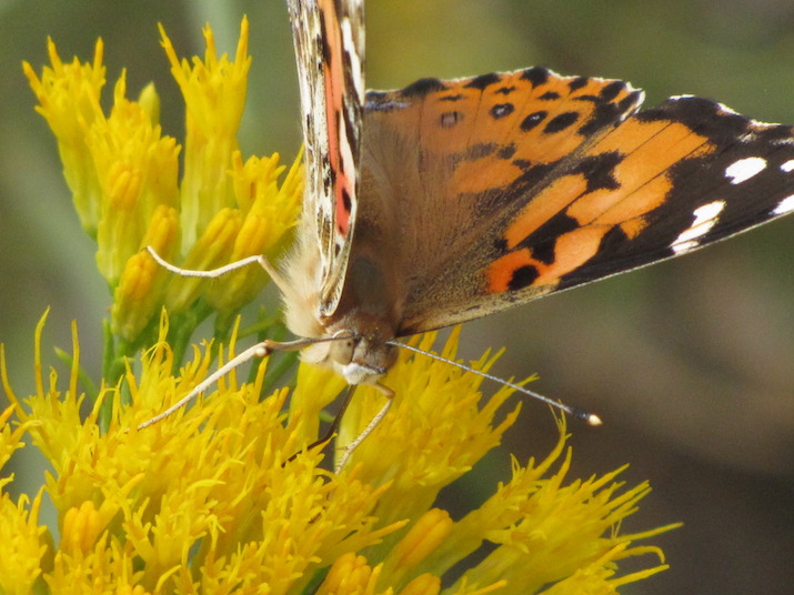 Centerra Receives State's First Designation As Community Wildlife Habitat
