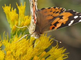 Centerra Receives State's First Designation As Community Wildlife Habitat