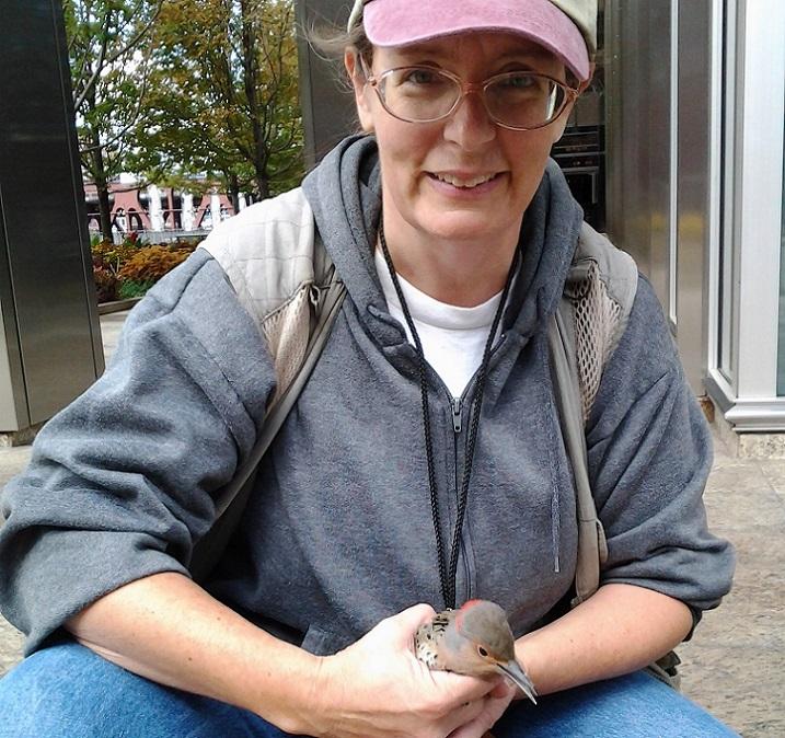 northern flicker rescue