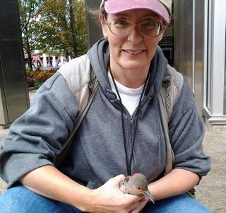 northern flicker rescue