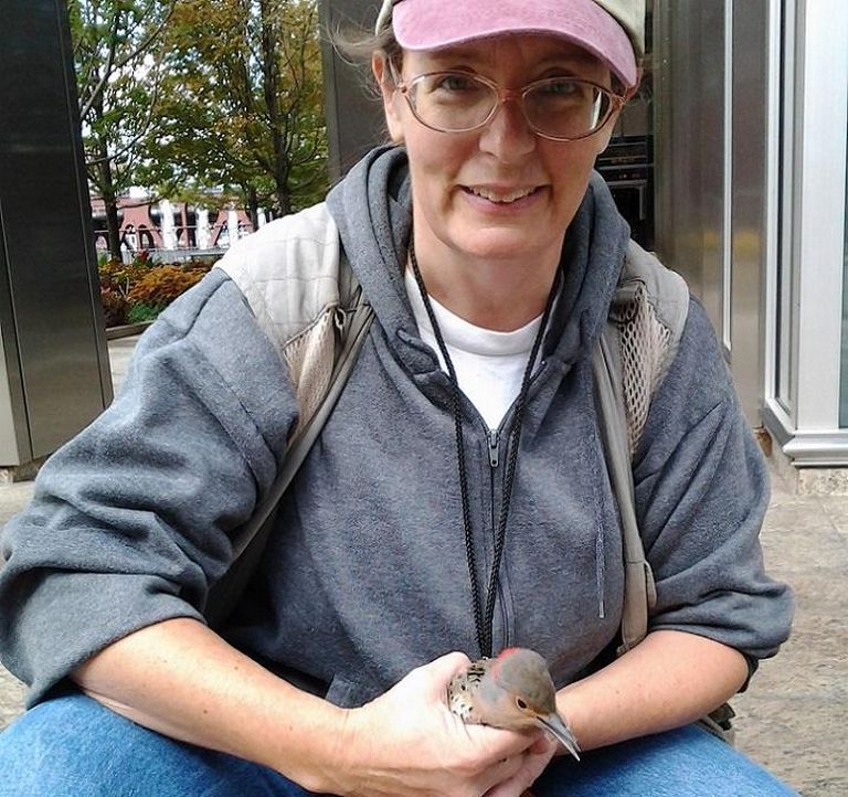 northern flicker rescue
