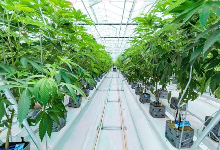 The Cannabis Industry Just Took A Big Step Toward Normalization