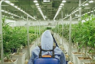 From Illicit To Essential: Pandemic Helping Cannabis Industry Gain Firmer Footing 