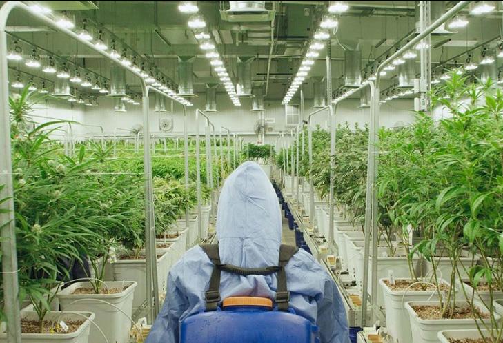 Green Thumb Industries 