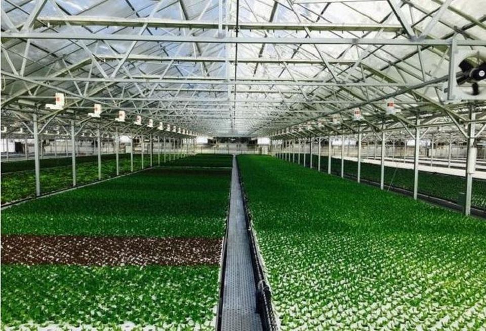 Gotham Greens in Chicago