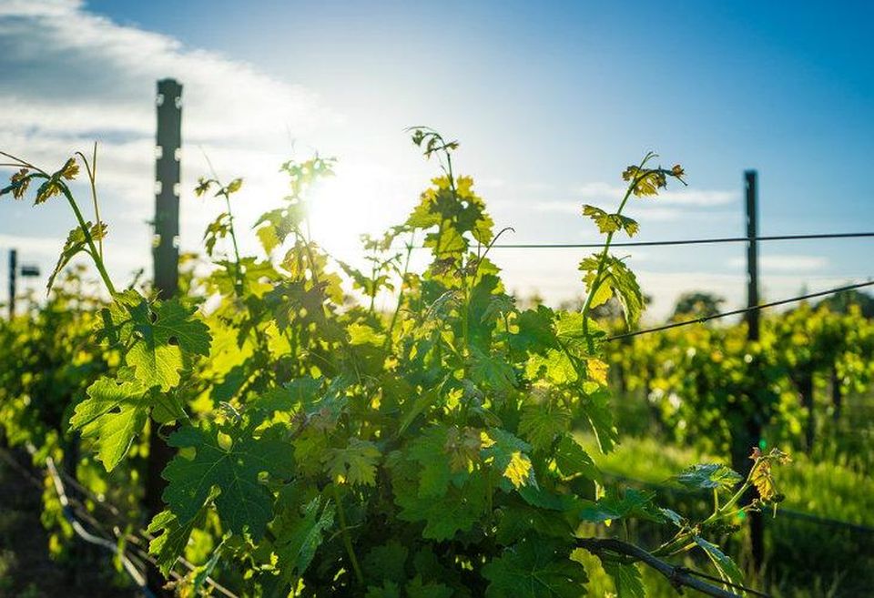 Vineyards, Carneros resort