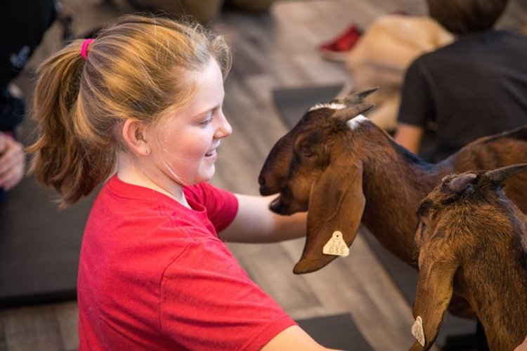 Goat Yoga Is A Thing At Dia