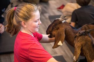 Is Goat Yoga The Greatest New Airport Amenity?