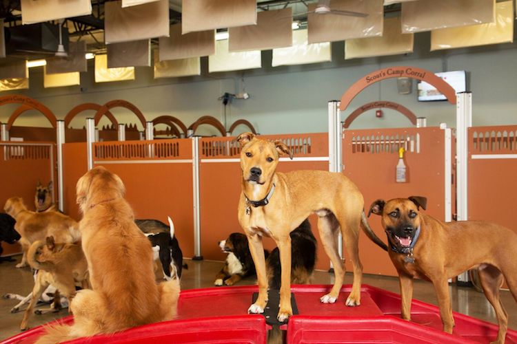 Going To The Dogs: Camp Bow Wow To Roll Out 20 New Camps Nationwide