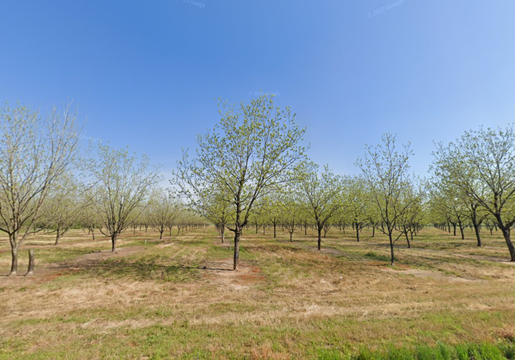 Peach County