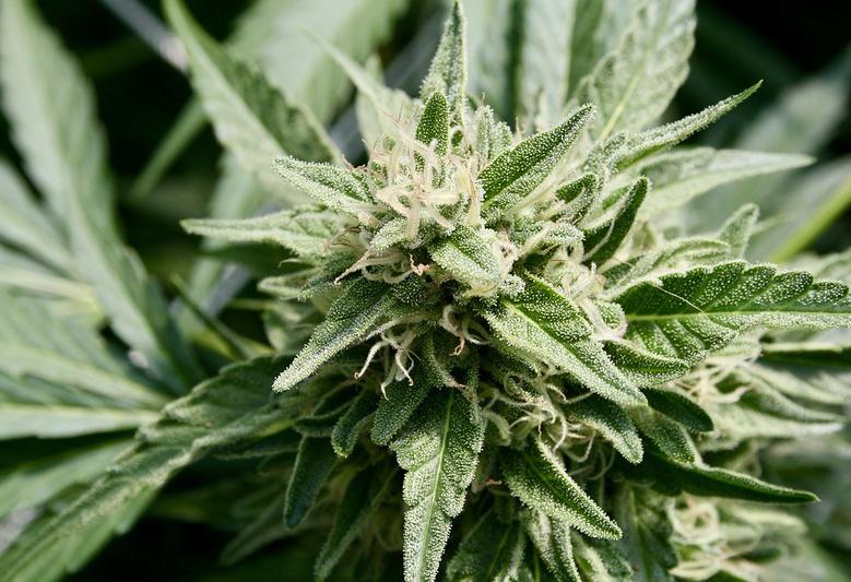 California Hits Illegal Cannabis Operators With Al Capone Strategy