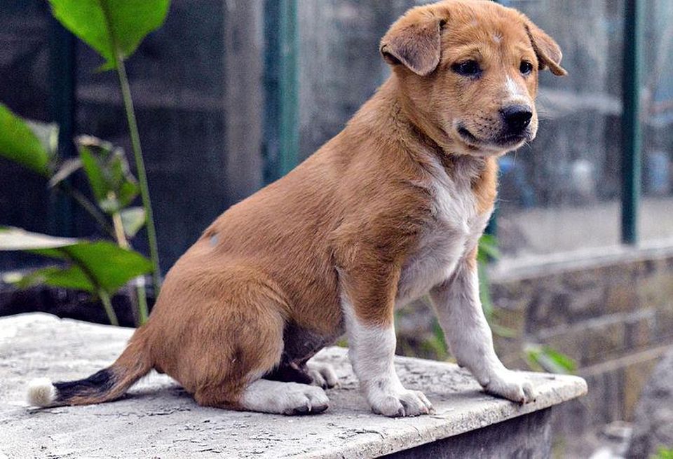 puppy