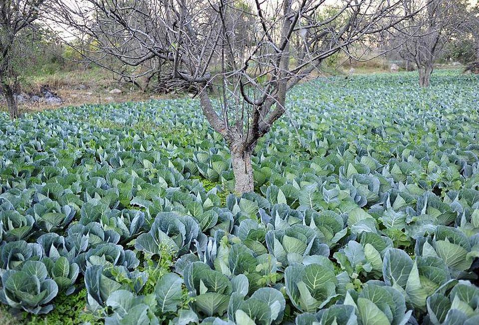 Vegetable farm
