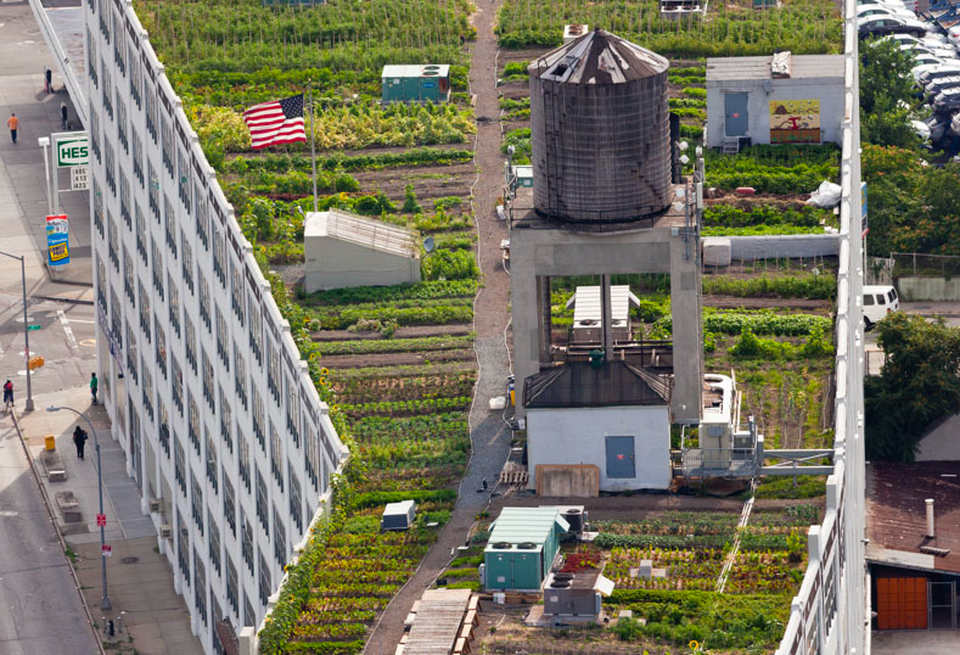 Brooklyn Grange 