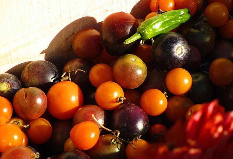 Five Of Brooklyn's Most Innovative Urban Farms