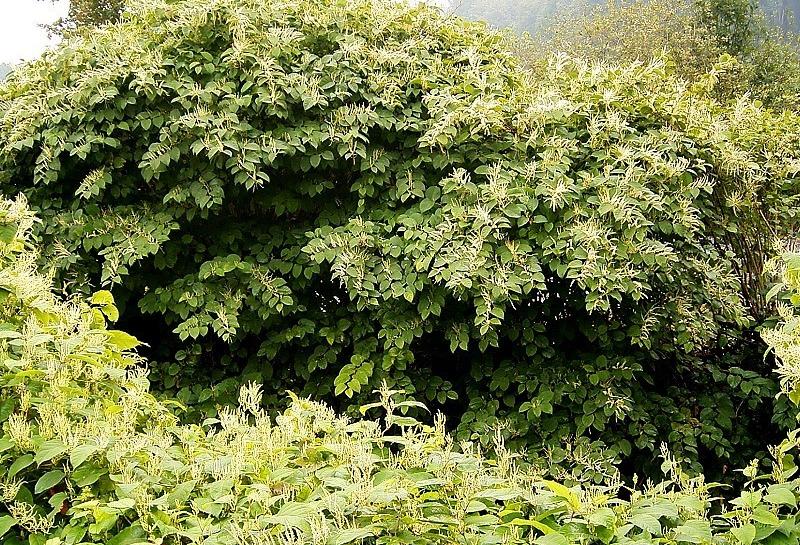 The Plant Growing In Your Garden Could Be Turning Buyers Away