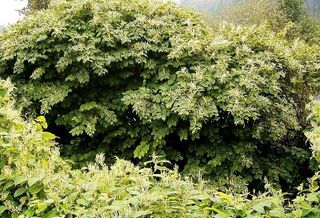 The Plant Growing In Your Garden Could Be Turning Buyers Away