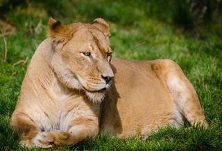 Ares And Kennedy Wilson Among Big Beasts Raising Money For Value-Add Deals