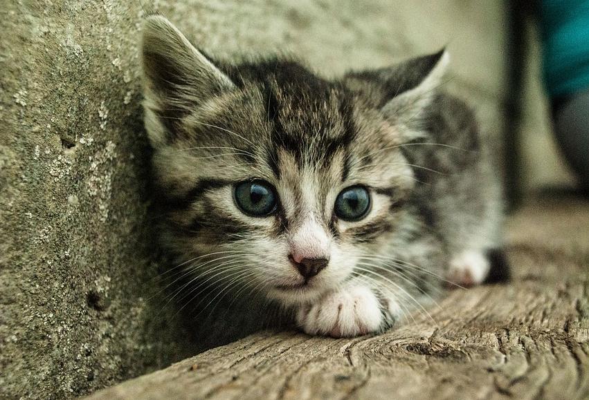 Know How People Behave After They Buy A Cat, And 3 Other Digital Insights Google Says Hotel Owners Have To Understand