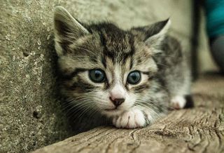 Know How People Behave After They Buy A Cat, And 3 Other Digital Insights Google Says Hotel Owners Have To Understand