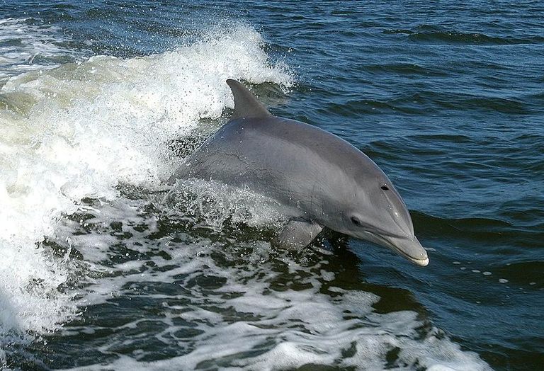 Dolphin Surfing