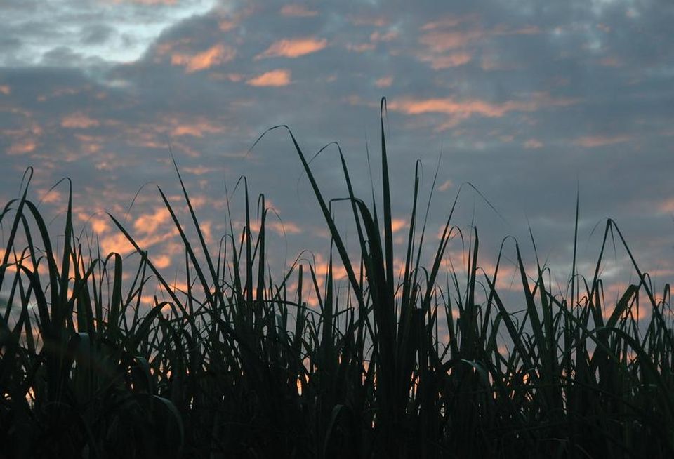 Sugar Cane