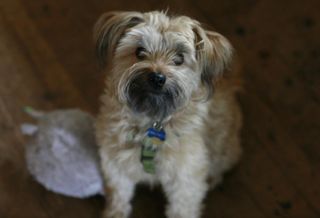 Mars Acquires 800 Animal Hospitals For $9.1B