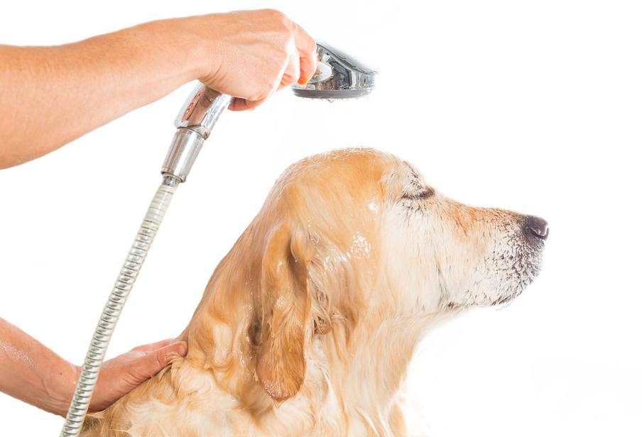 dog shower labrador