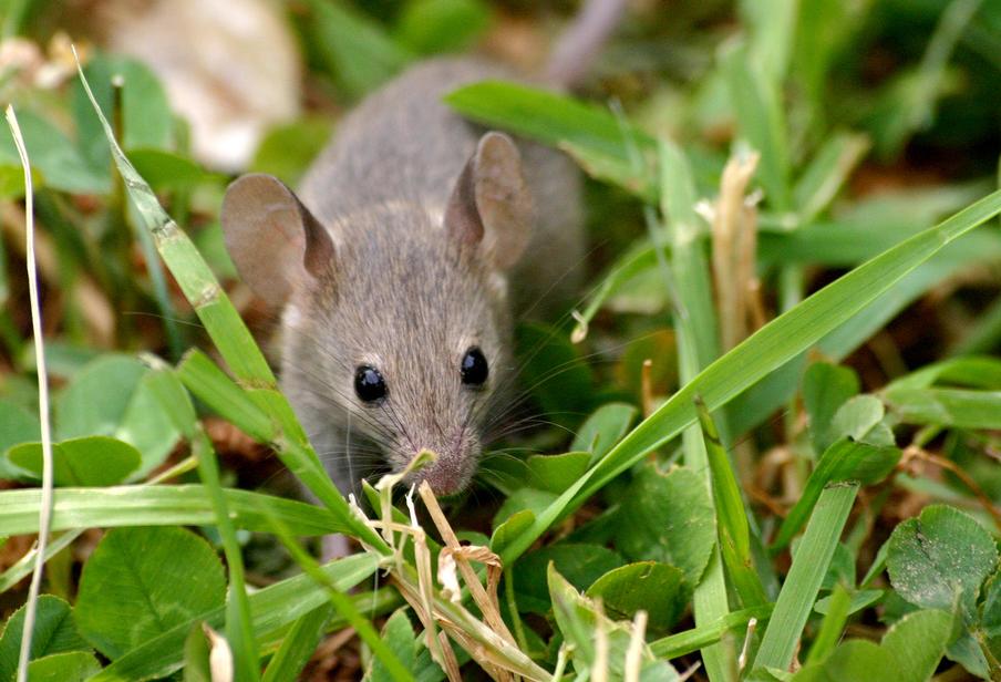 mouse rodent animal