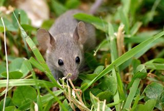 mouse rodent animal
