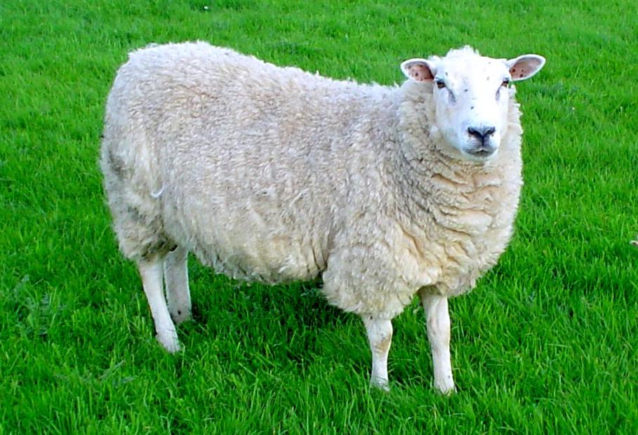 sheep