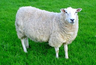 sheep