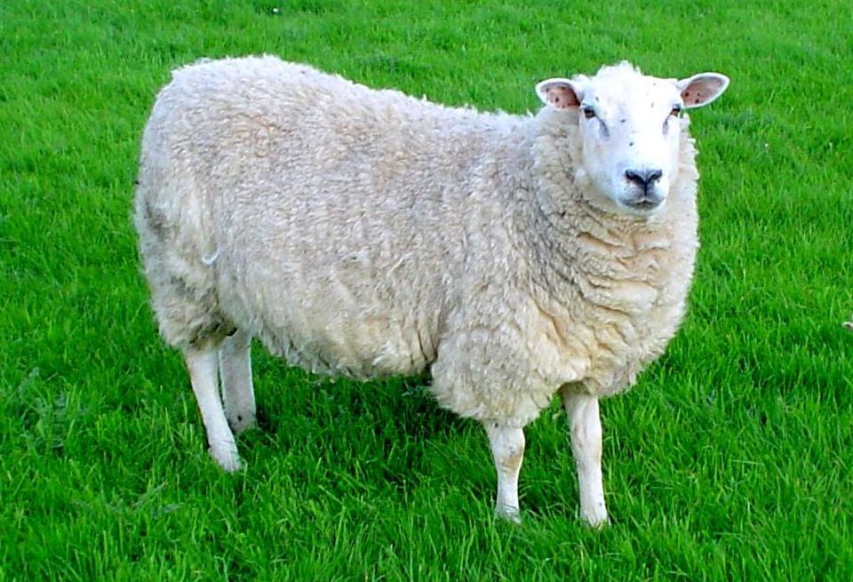 sheep