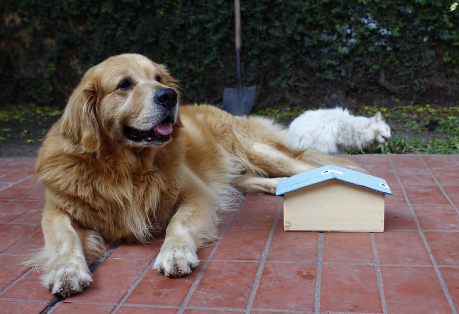 A Very Good Boy 